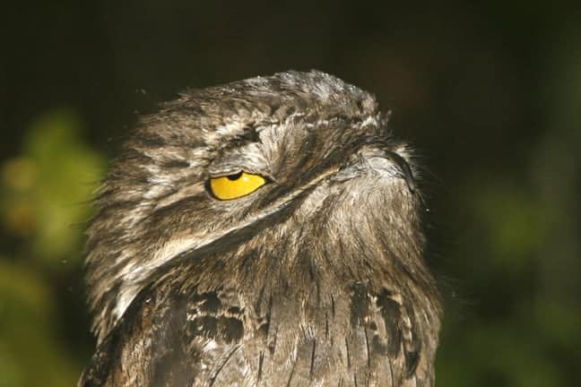 Potoo (the Mother of the Moon) | Focusing on Wildlife