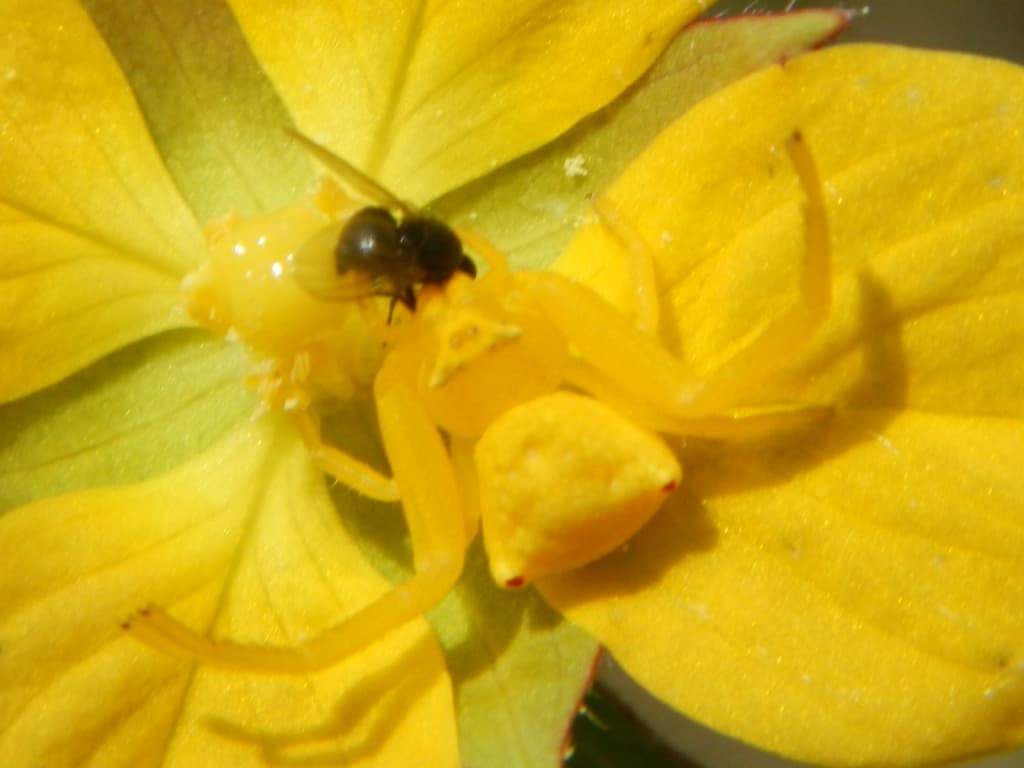 crab it.yellow crab spider eating a fly