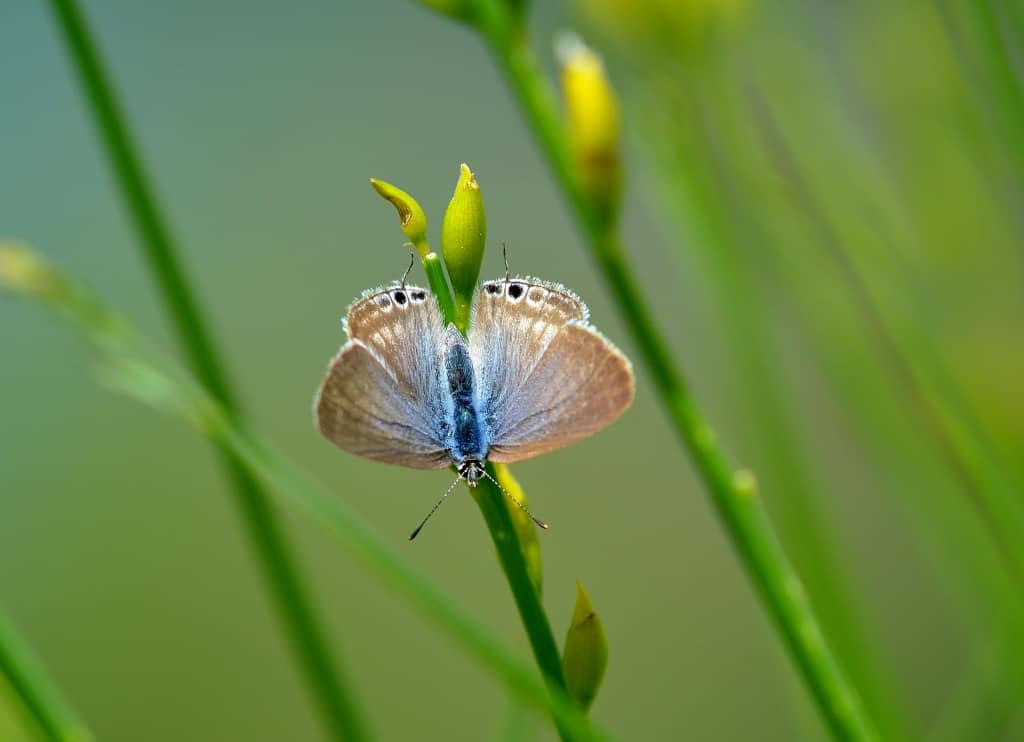 Long-tailed Blue (L.boeticus)