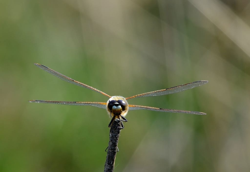 Four-spotted Chaser in the eye