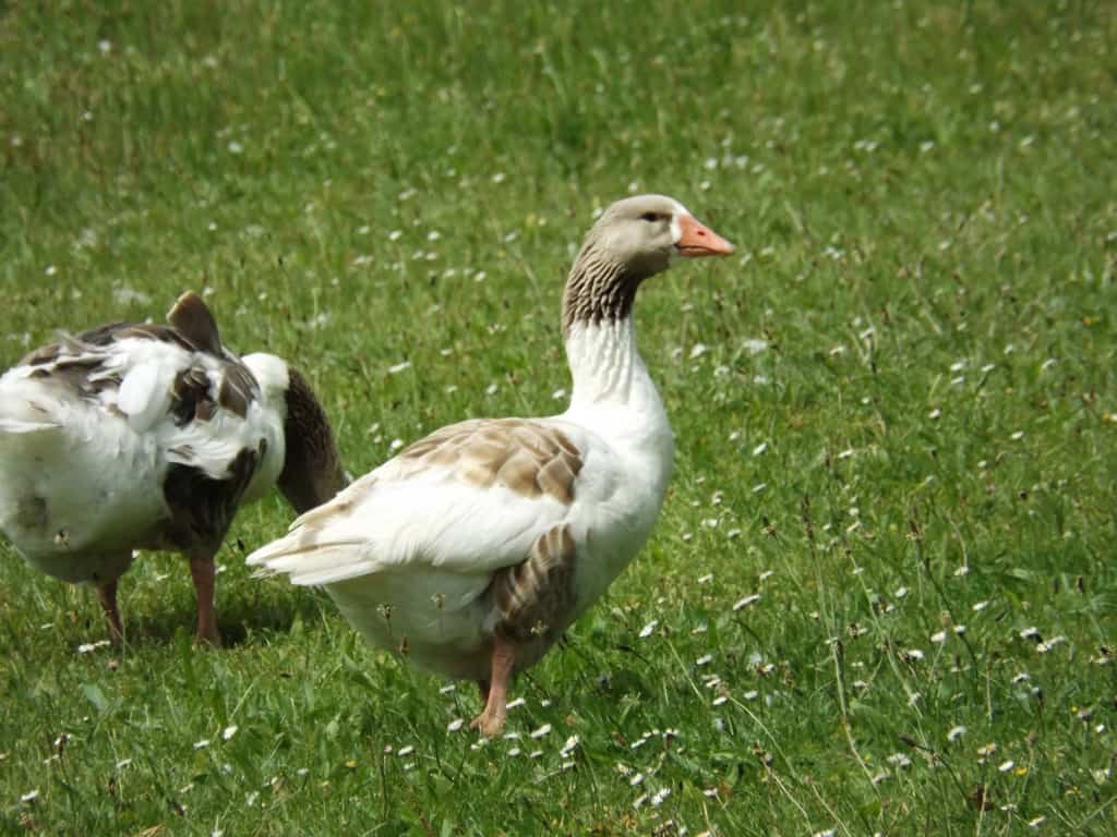 Geese Taking A Stroll – Focusing On Wildlife