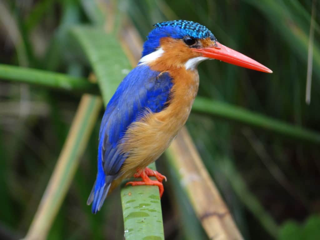 Malachite Kingfisher » Focusing on Wildlife