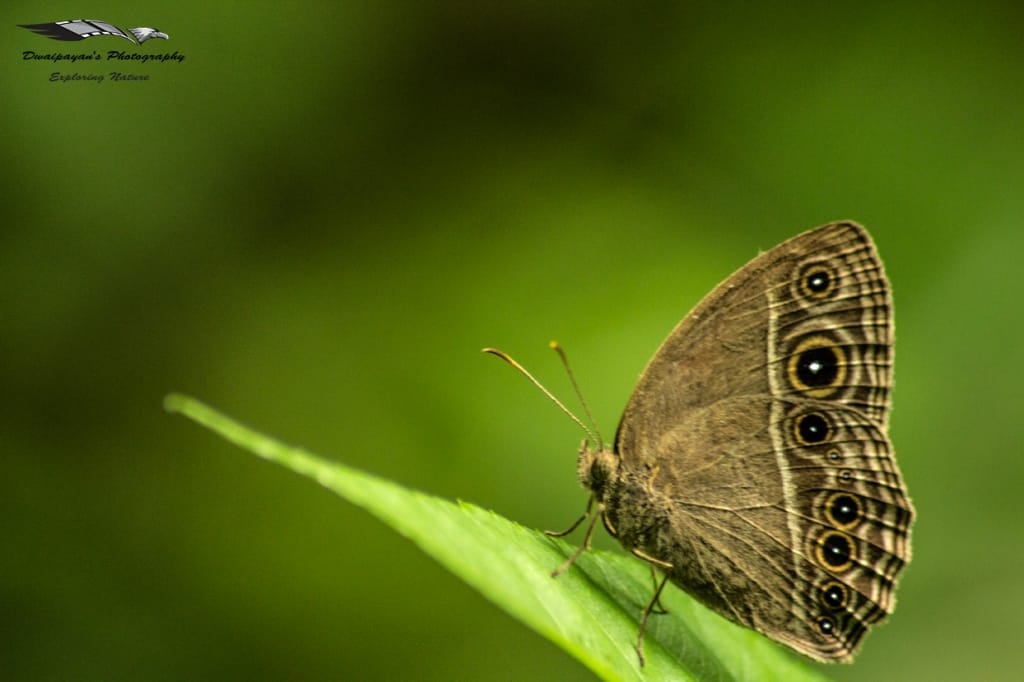 insects-of-africa-focusing-on-wildlife