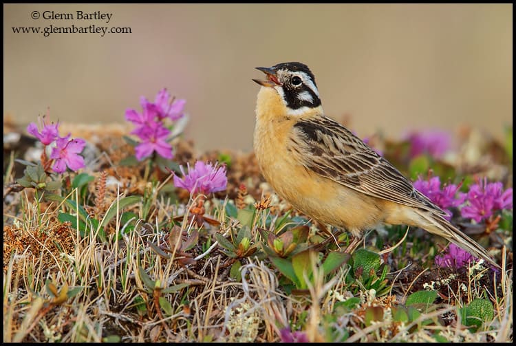VOTE for the Best Photo of the Week 09 Aug 2014