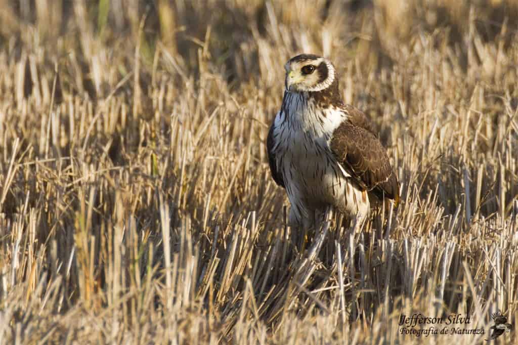 Long-winged Harrier