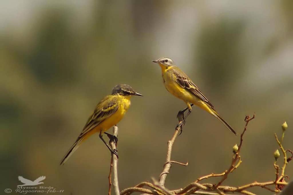 Yellow Wagtails
