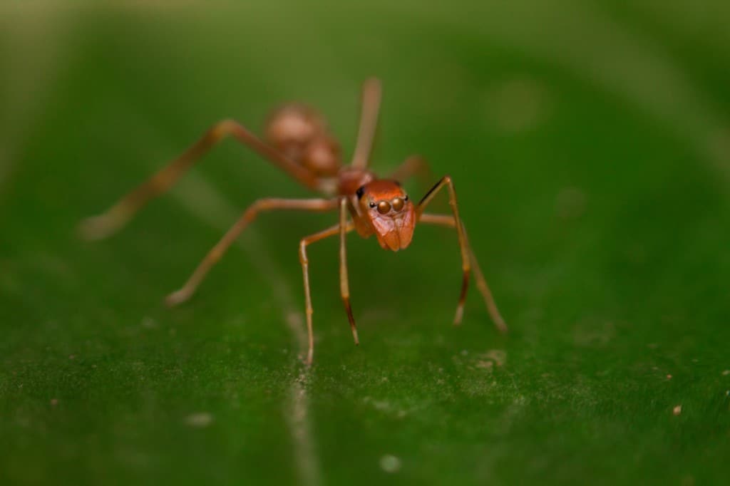 Ant Mimic Jumper
