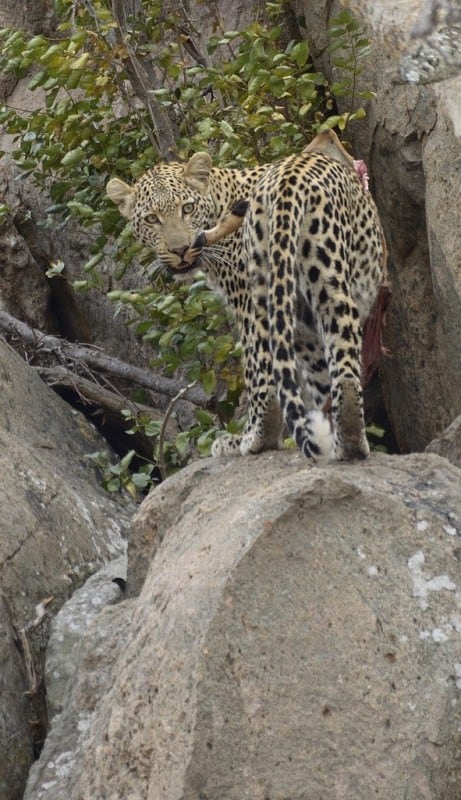Leopard enjoy Impala