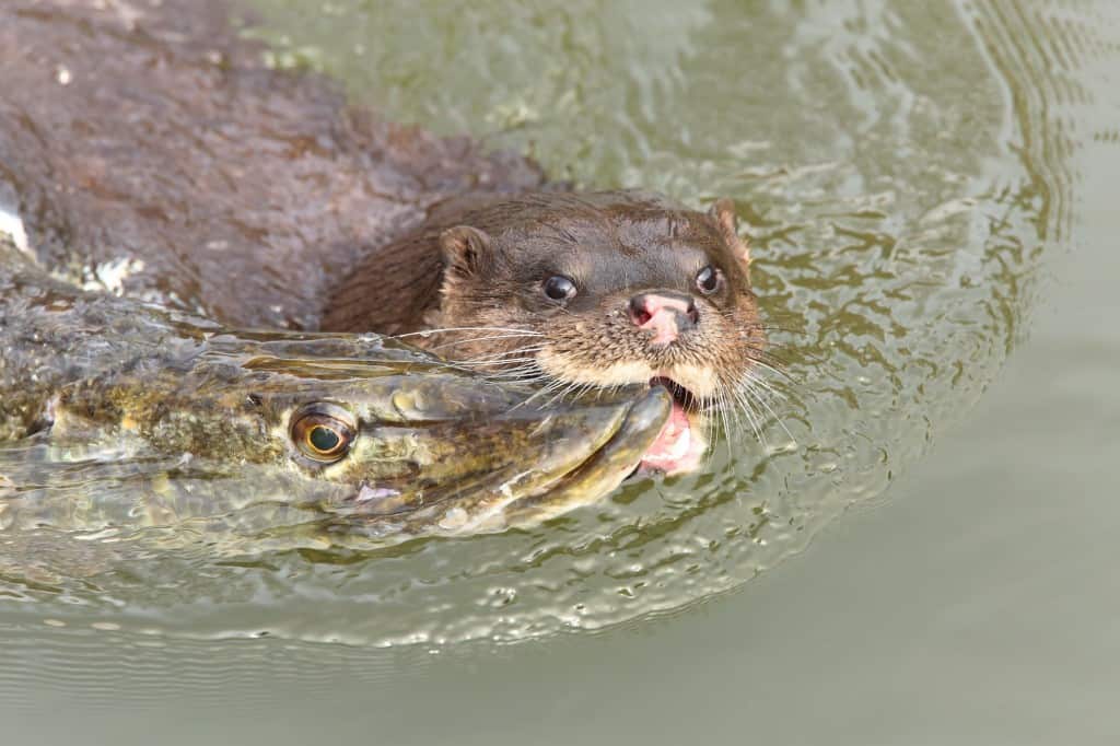 Wild Otter with large Pike