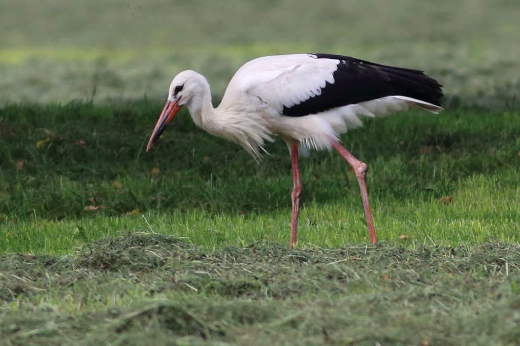 White Stork Searching for Frogs