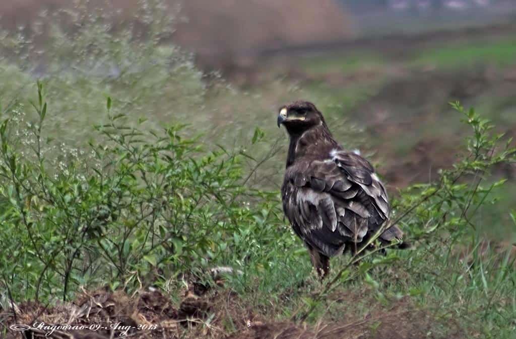 Indian Spotted Eagle