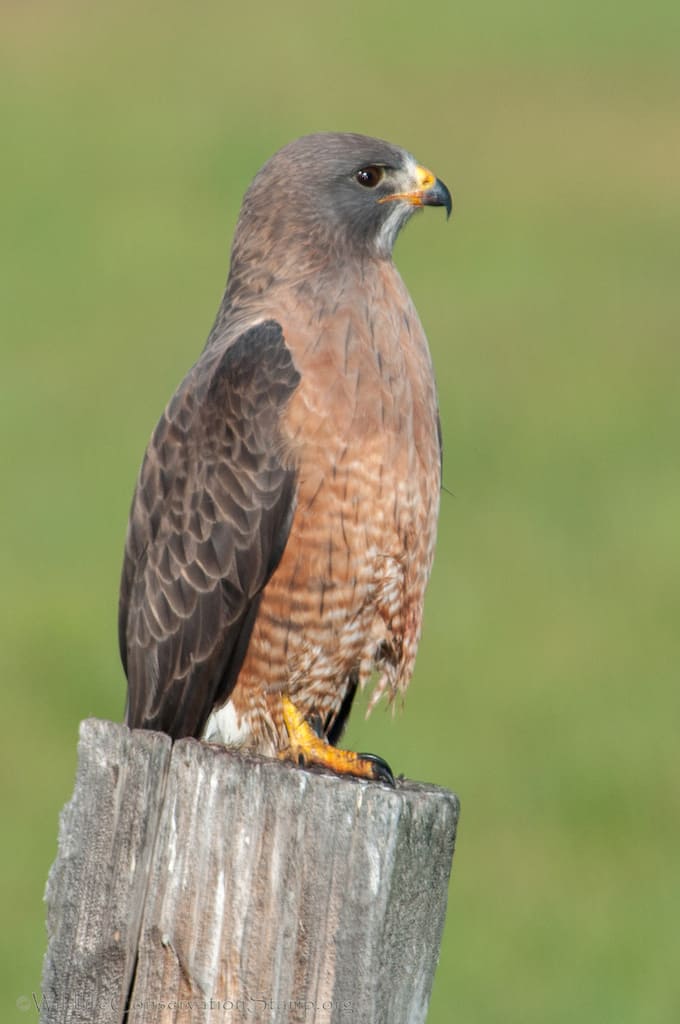 Swainson’s Hawks Are Threatened in California – Focusing on Wildlife