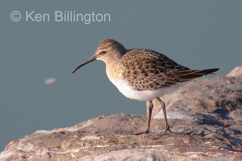 Curlew Sandpiper in the early morning sun