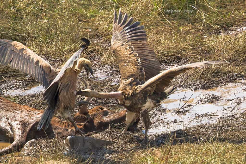 Rüppell’s Vulture Sightings in Europe