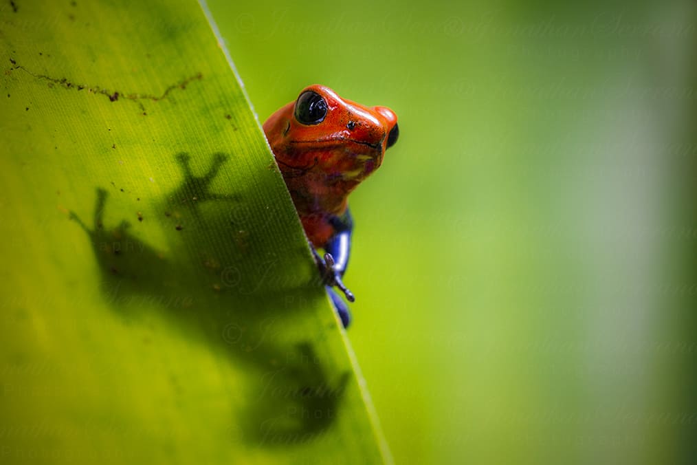 Strawberry poison-dart-frog