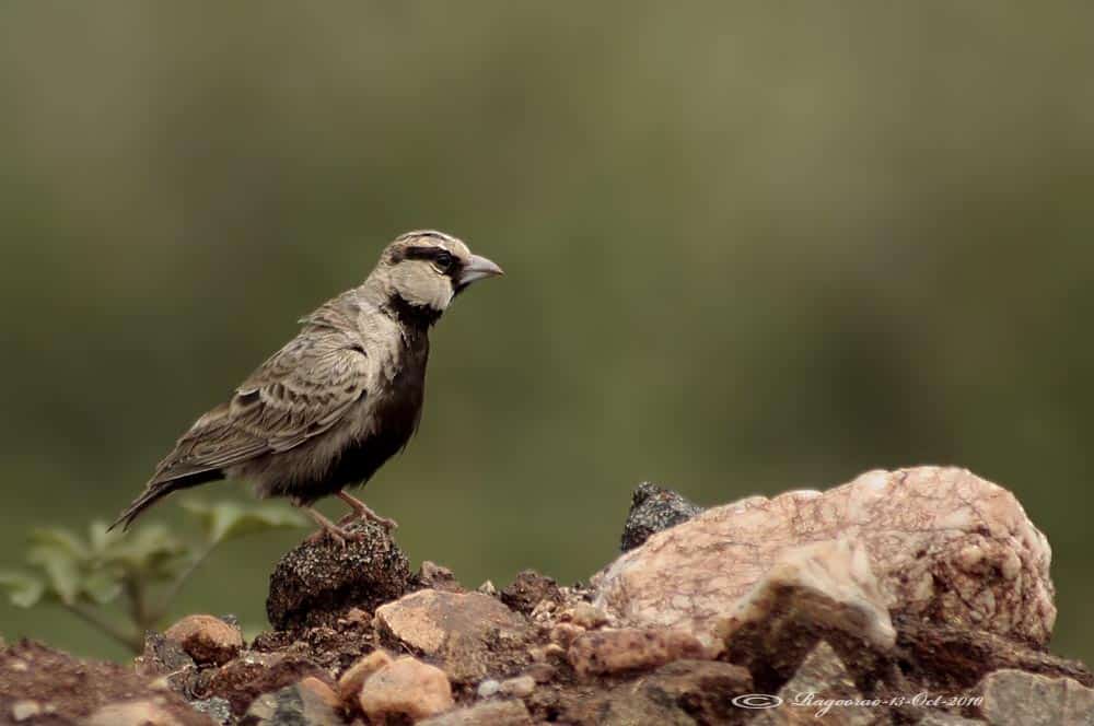 Ashy-crowned Sparrowlark