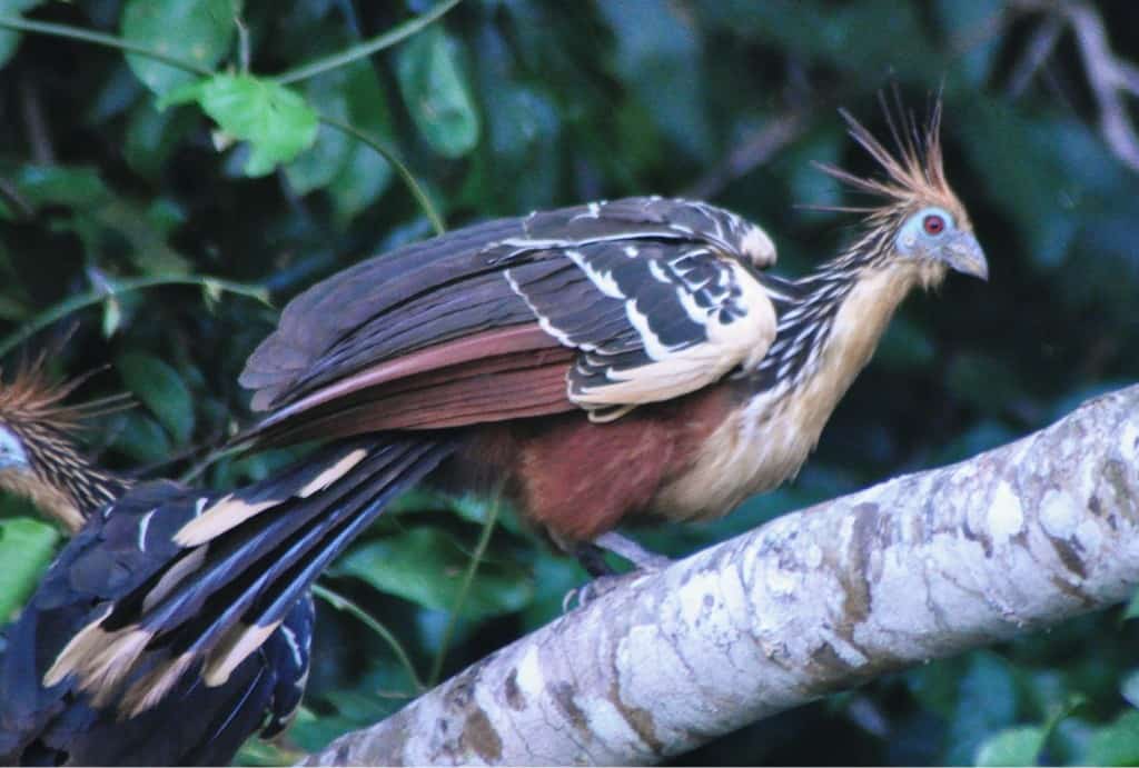 Hoatzin