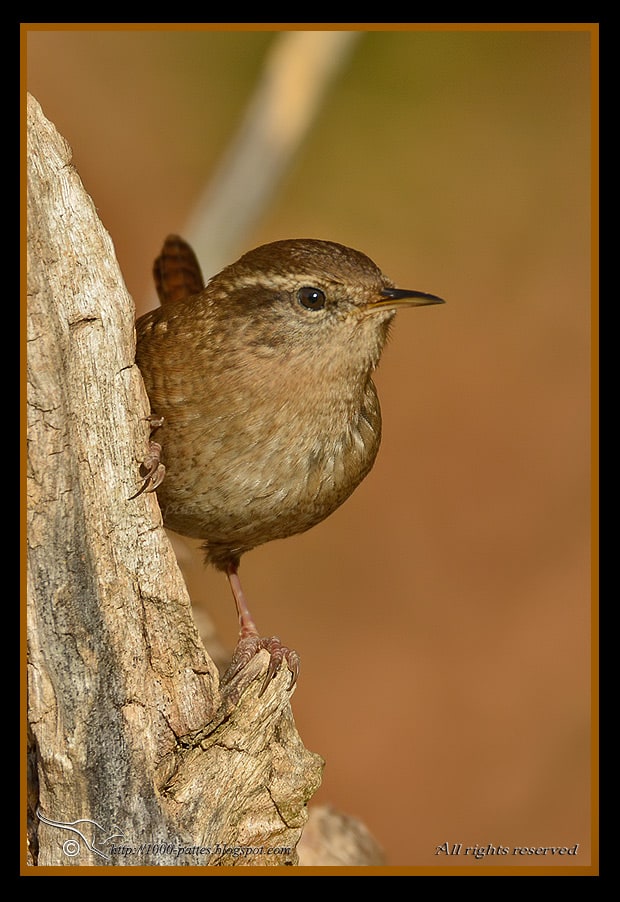 The Eurasian wren – Focusing on Wildlife