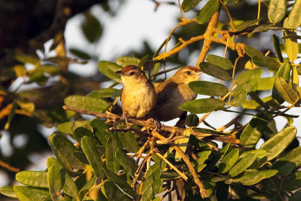 Birding in Brazil – first of four days photographing in Serra da Canastra National Park