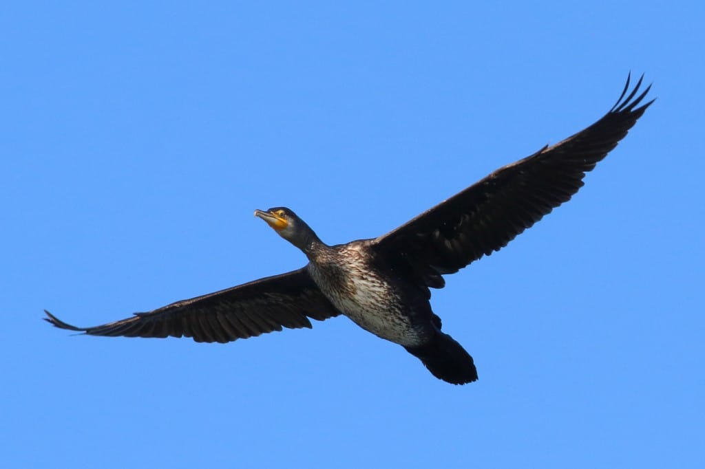 Great Cormorant (Phalacrocorax carbo) in Flight