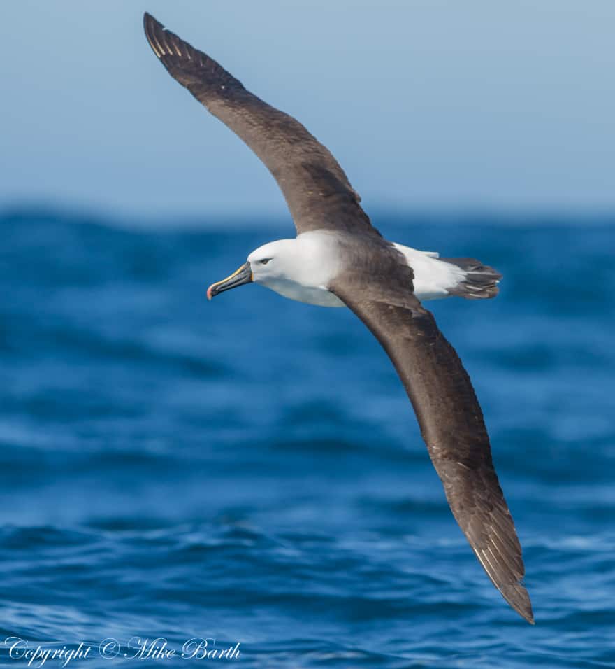 Indian Yellow-nosed Albatross Thalassarche carter