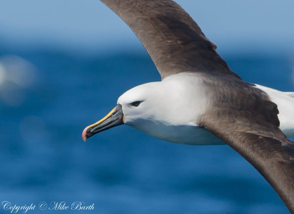 Yellow-nosed Albatross Thalassarche carter