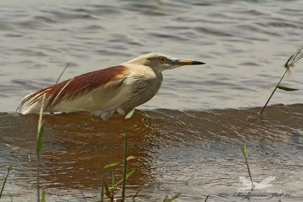 Indian Pond Heron- Ardeola Garyii