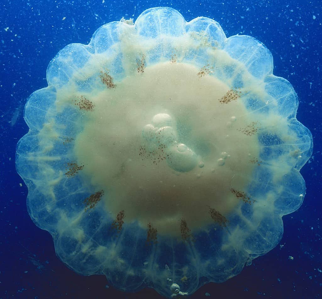 Cabbagehead Jellyfish in Gulf of Mexico Focusing on Wildlife
