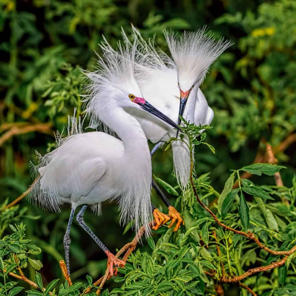 Snowy Egret – Egretta Thula