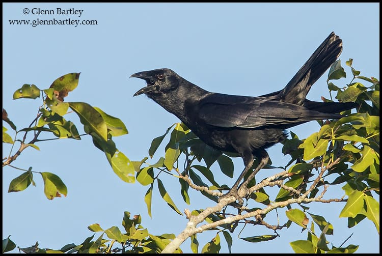 Cuban Palm Crow (Corvus minutus)