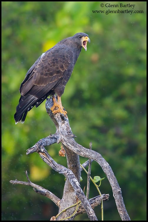 Cuban Black Hawk (Buteogallus gundlachii)