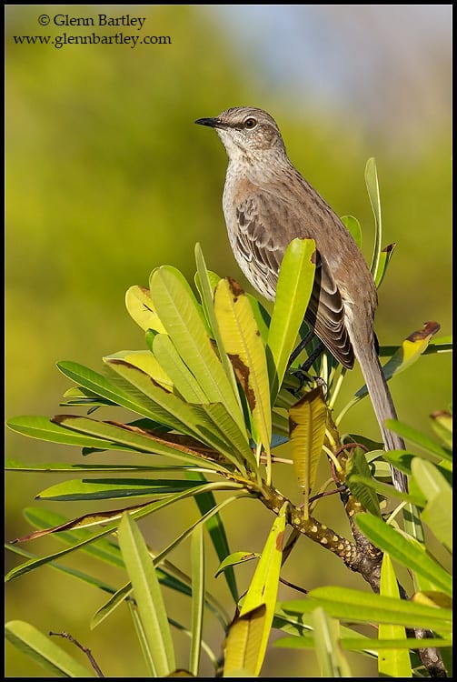 Bahama mockingbird (Mimus gundlachii)