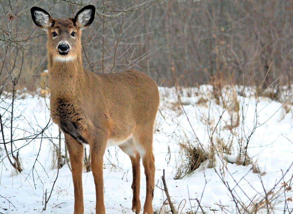 Whitetail