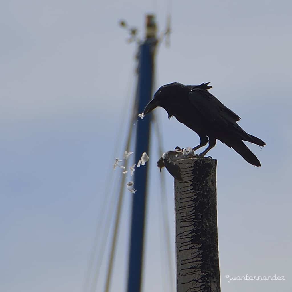 Common Raven by Feeding