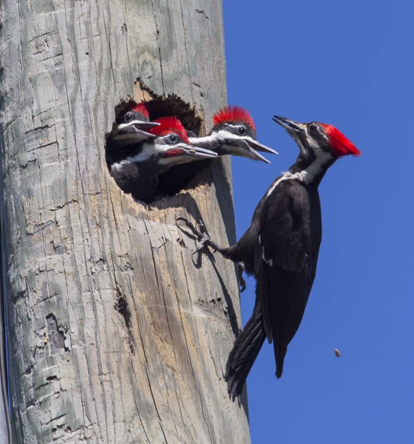 Pileated Woodpeckers