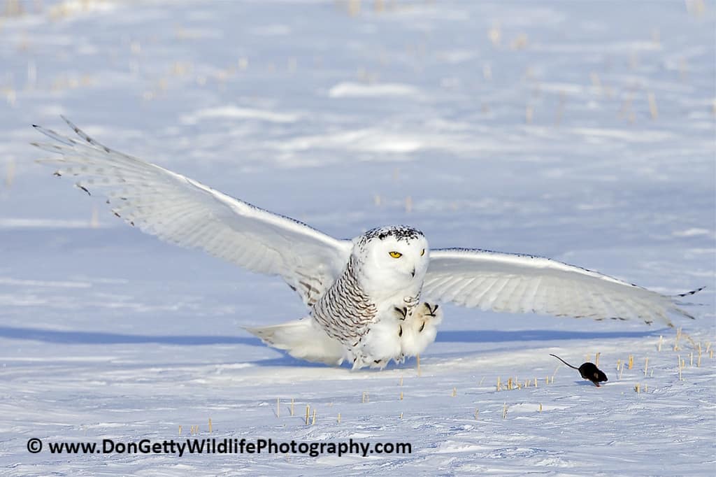 Snowy Owl Hunt