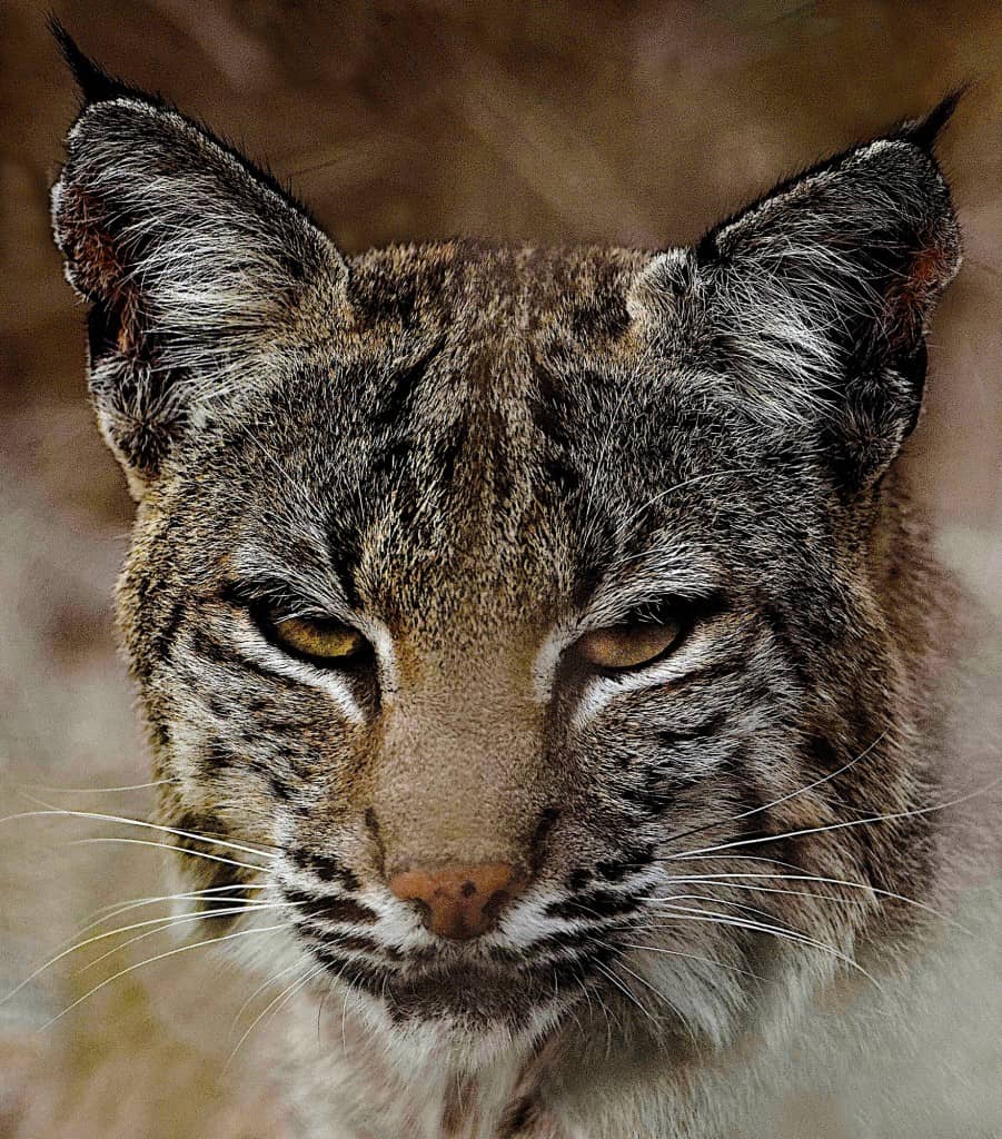 Portrait of a Hungry Bobcat