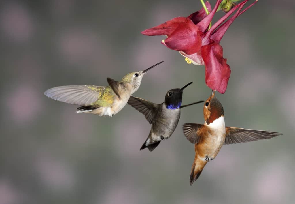 Hummingbird Trio