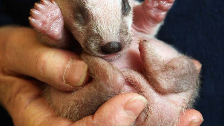 Criminals are targeting badger setts when the mothers are protecting litters of tiny cubs