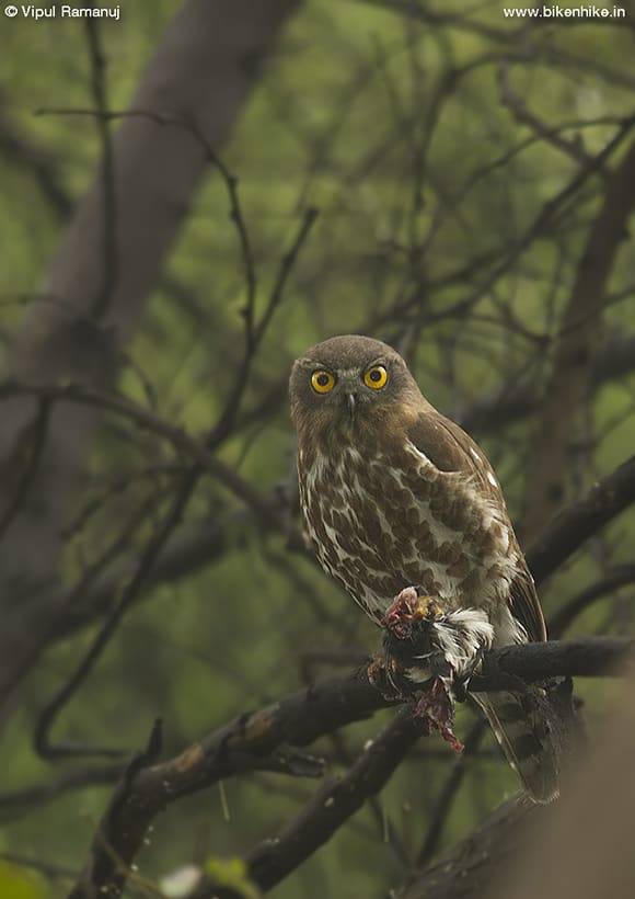 Brown Hawk Owl | Ninox Sculata