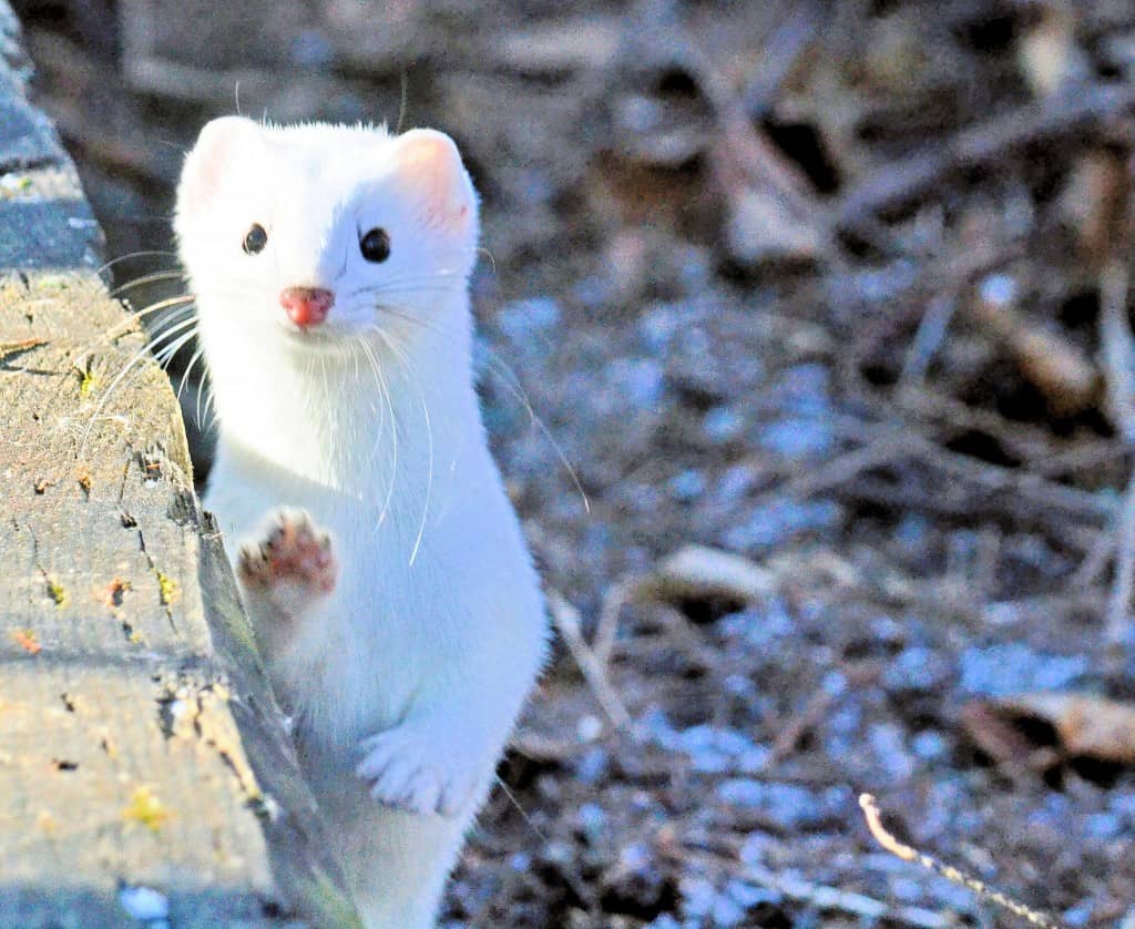 Weasel in Winter