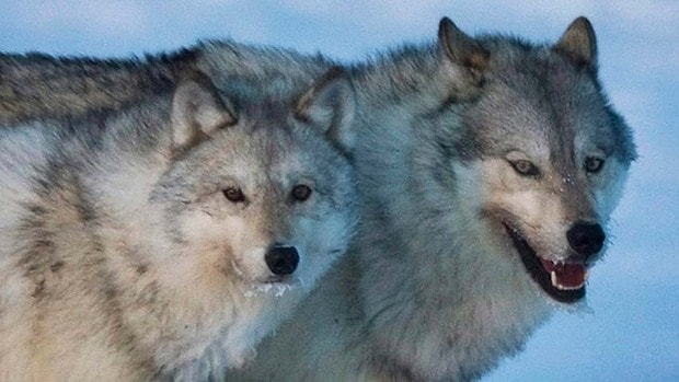 Poll: Should wolves be slaughtered to save caribou? | Focusing on Wildlife