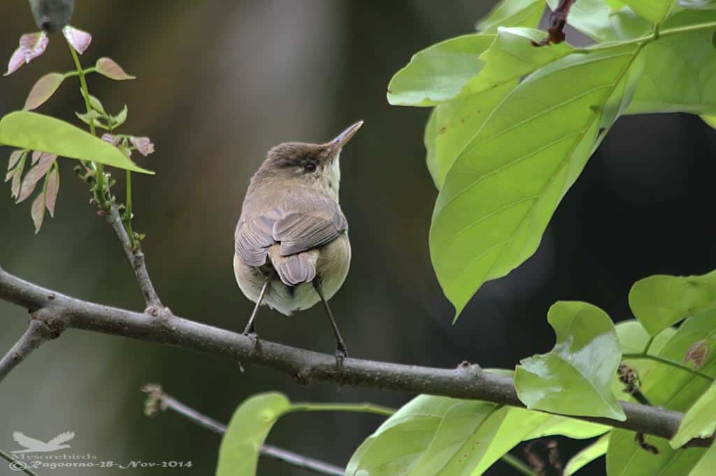 Booted Warbler-iduna Caligata