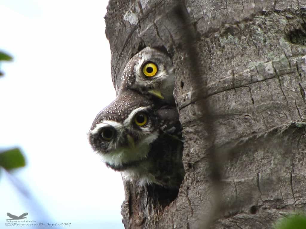 Spotted Owlet- Athene Brama