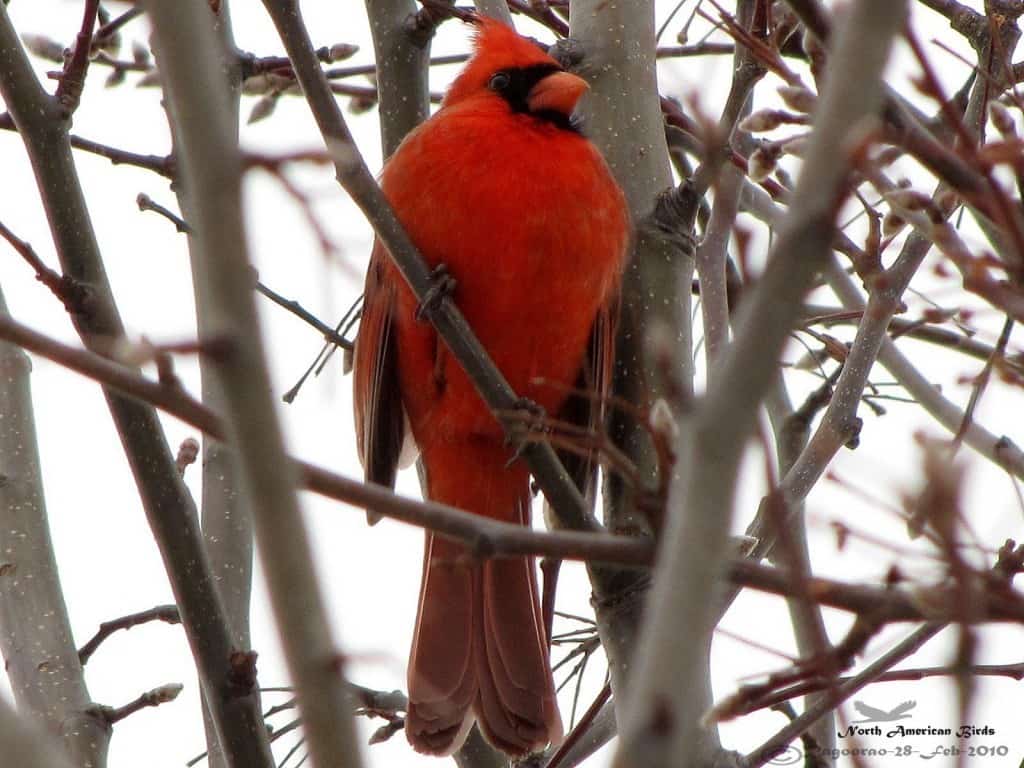 Northern Cardinal- Cardinalis Cardinalis