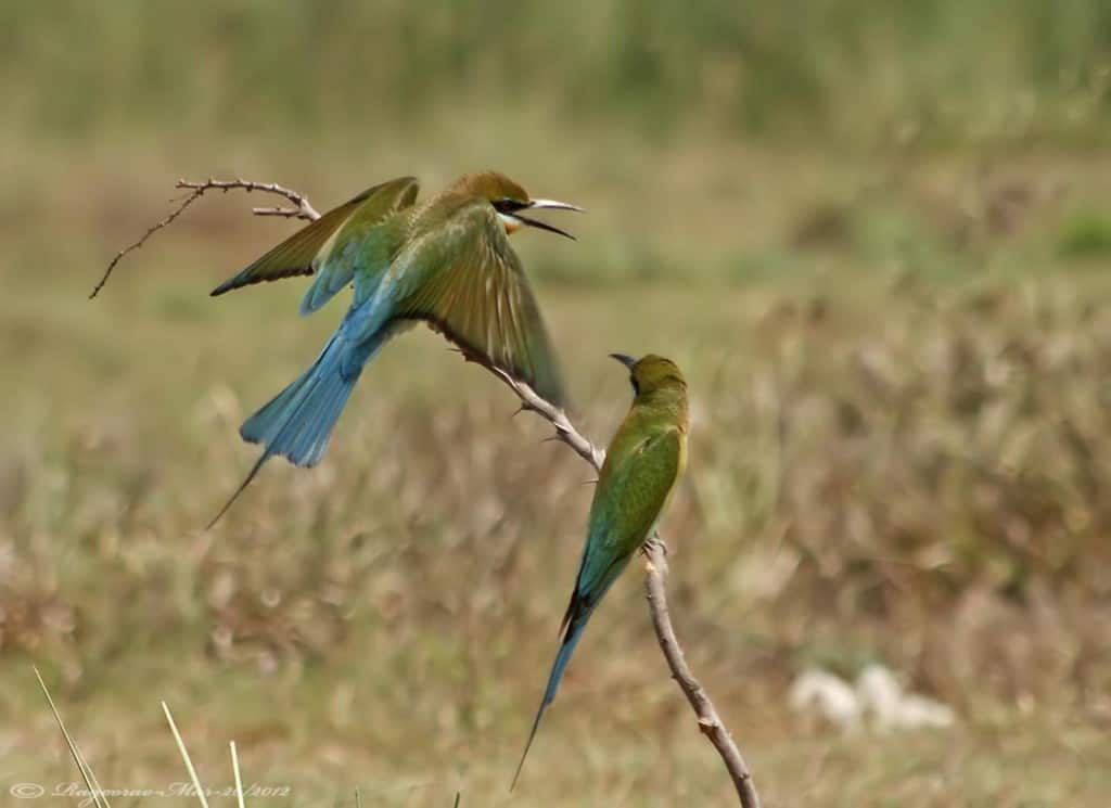 Blue-tailed Bee-eaters- Merops Philippensis