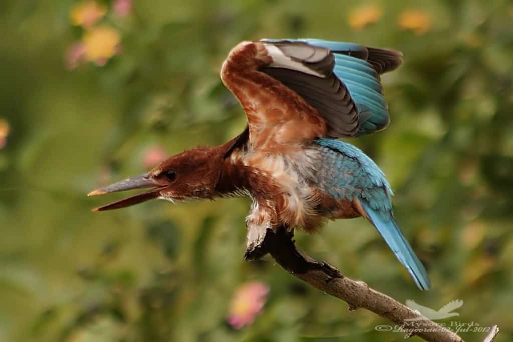 White-throated Kingfisher-halcyon Smyrnensis
