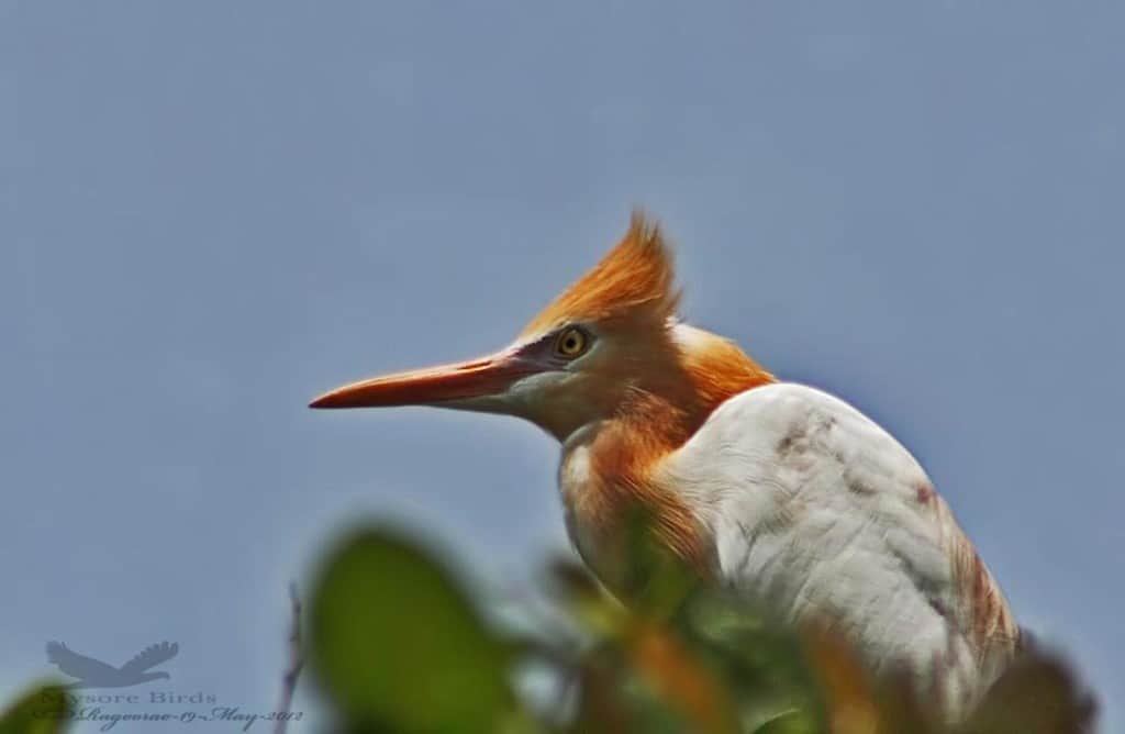 Cattle Egret- Bubulcus Ibis