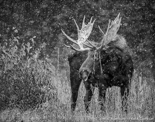 Moose in the Snow!