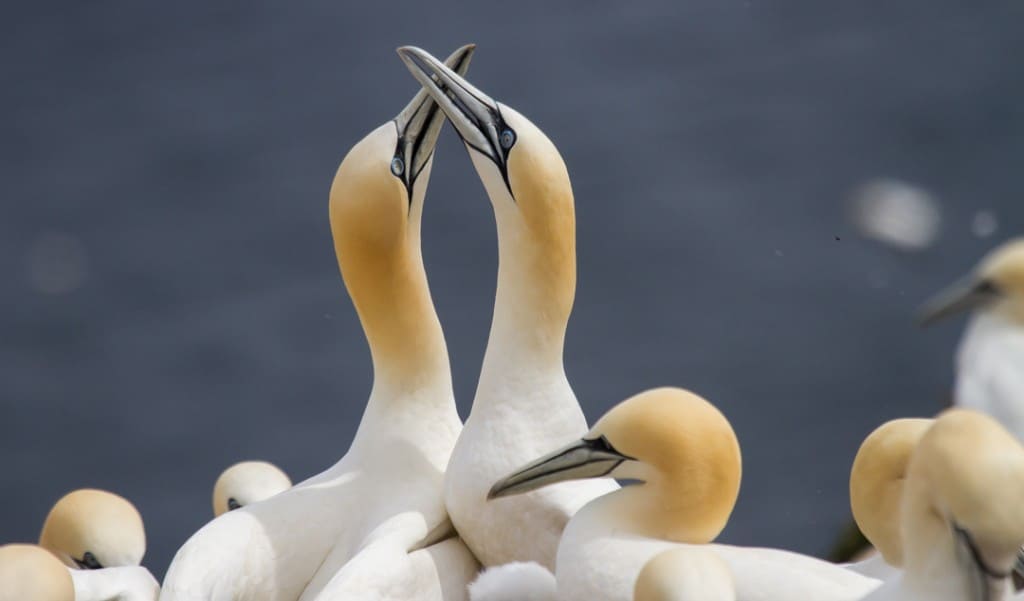 Video: The Wild and Rowdy World of the Northern Gannet